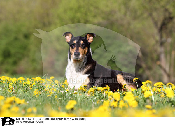 lying American Collie / JH-15216