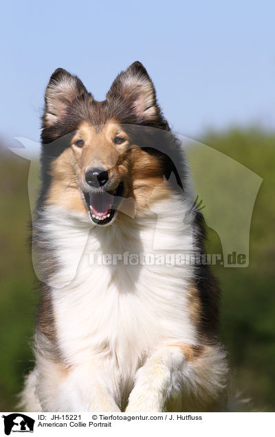 American Collie Portrait / JH-15221