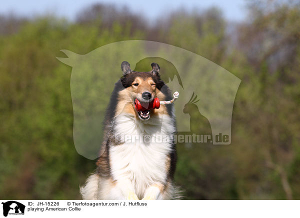 playing American Collie / JH-15226