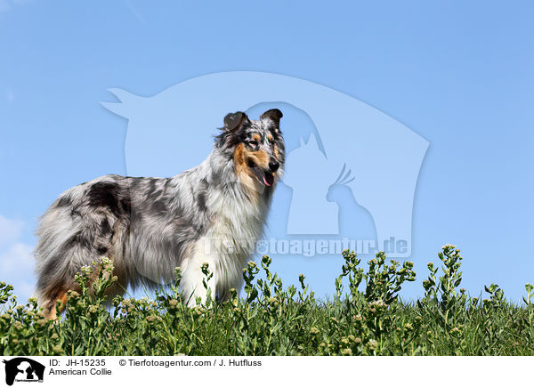American Collie / JH-15235