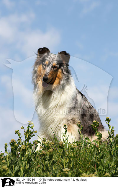 sitting American Collie / JH-15236