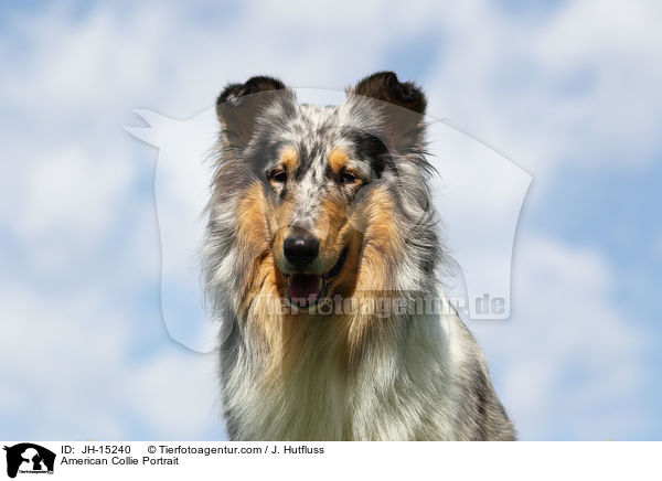American Collie Portrait / JH-15240