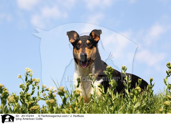 lying American Collie / JH-15244