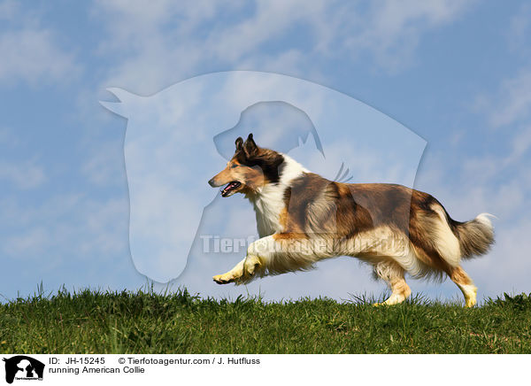 running American Collie / JH-15245