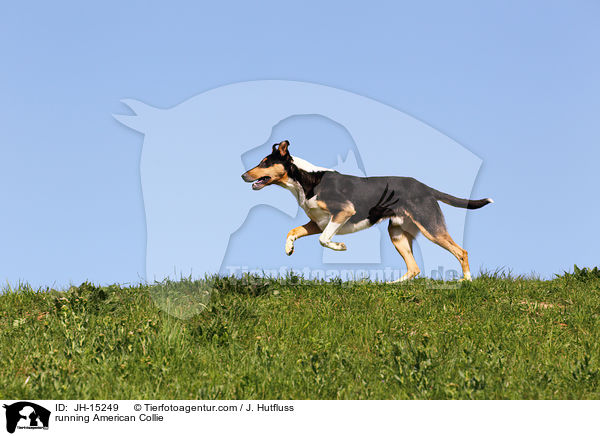 running American Collie / JH-15249