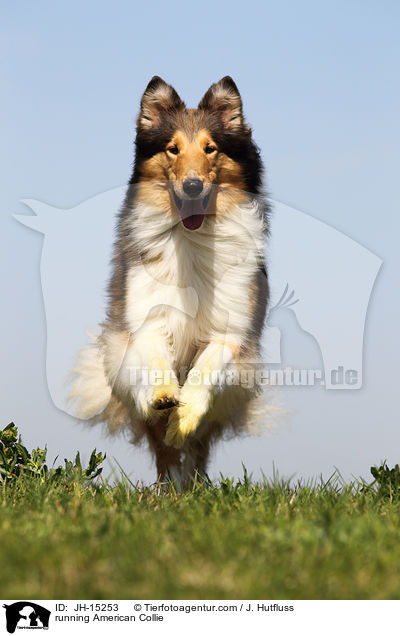 running American Collie / JH-15253