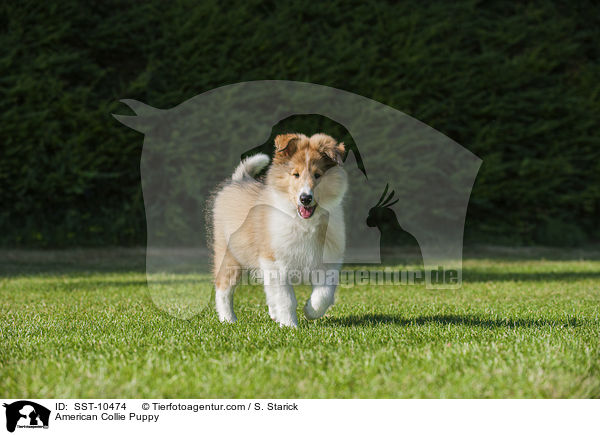 American Collie Puppy / SST-10474