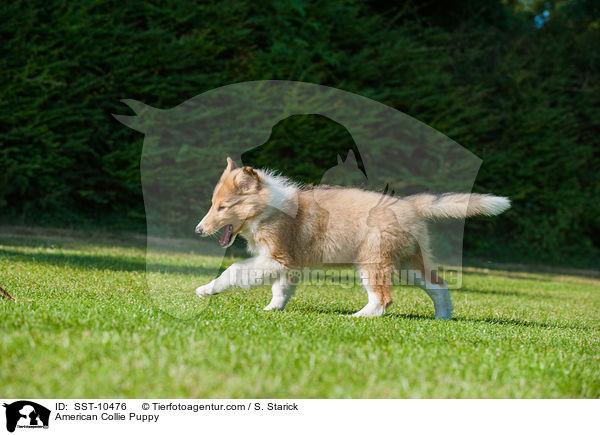 American Collie Puppy / SST-10476