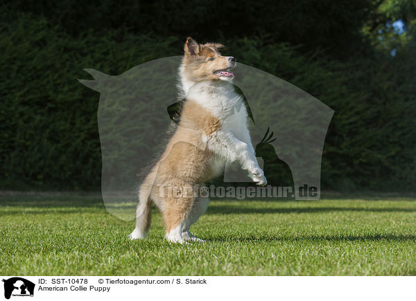 American Collie Puppy / SST-10478