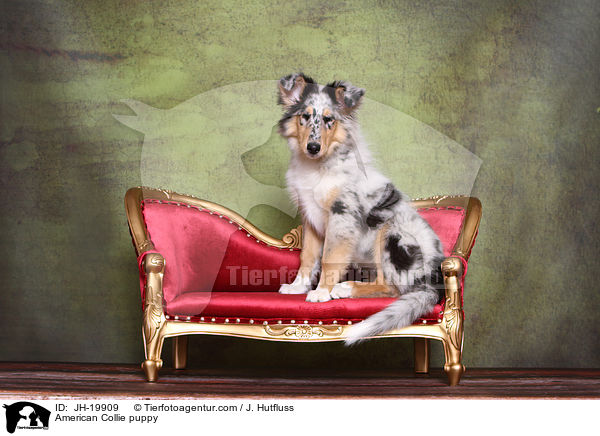 American Collie puppy / JH-19909