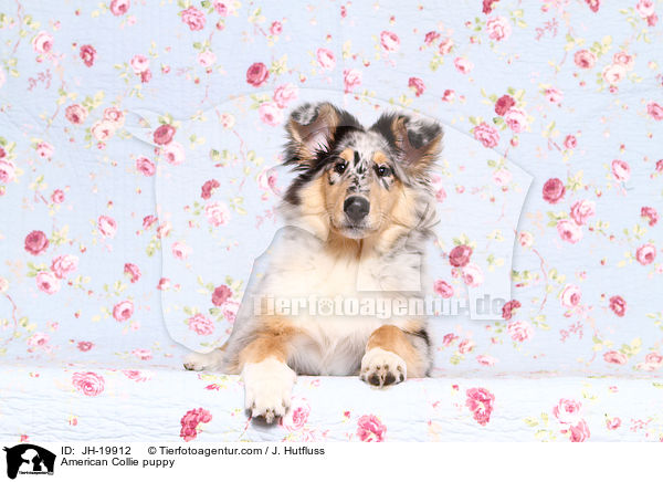 American Collie puppy / JH-19912