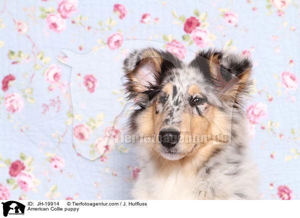 American Collie puppy / JH-19914