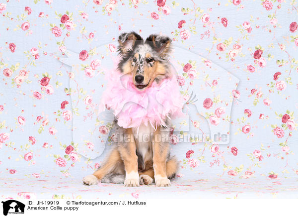American Collie puppy / JH-19919