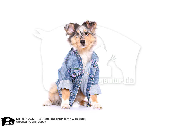 Amerikanischer Collie Welpe / American Collie puppy / JH-19922