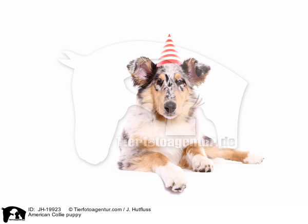 American Collie puppy / JH-19923
