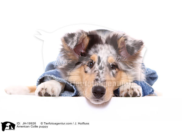 Amerikanischer Collie Welpe / American Collie puppy / JH-19926