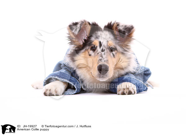 Amerikanischer Collie Welpe / American Collie puppy / JH-19927
