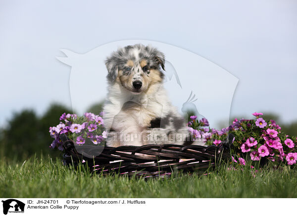 American Collie Puppy / JH-24701
