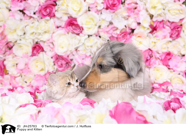 Puppy and Kitten / JH-25763