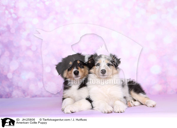 American Collie Puppy / JH-25806
