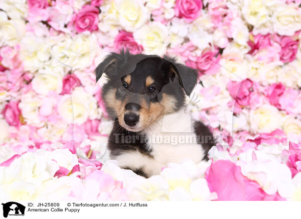 American Collie Puppy / JH-25809