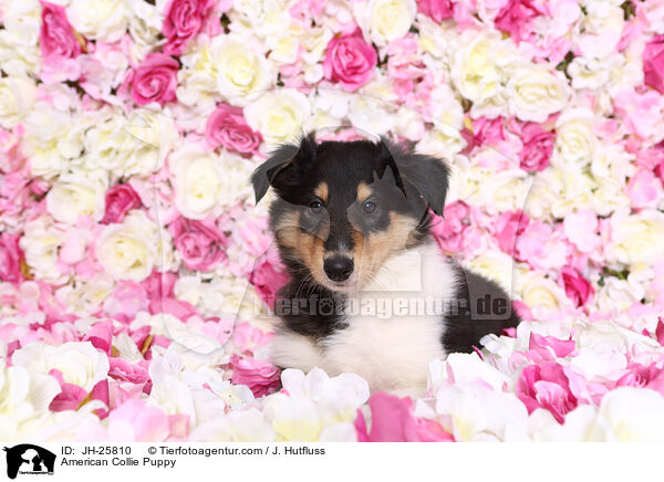 American Collie Puppy / JH-25810
