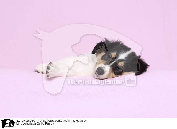 liegender Amerikanischer Collie Welpe / lying American Collie Puppy / JH-26980