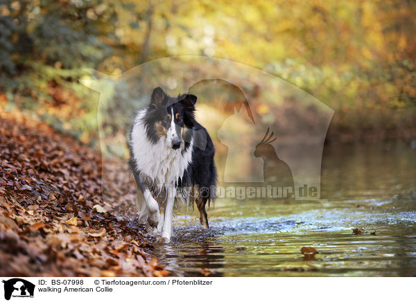 walking American Collie / BS-07998