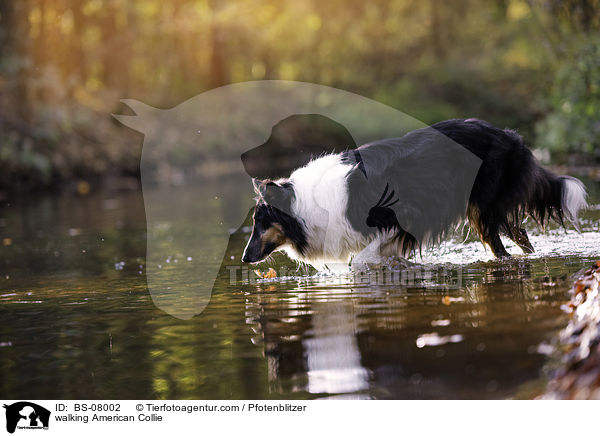 walking American Collie / BS-08002