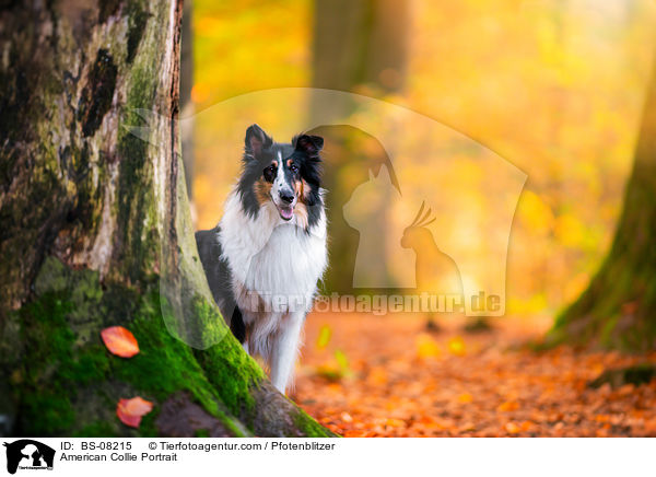 American Collie Portrait / BS-08215