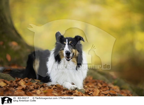 lying American Collie / BS-08217