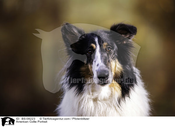 American Collie Portrait / BS-08223