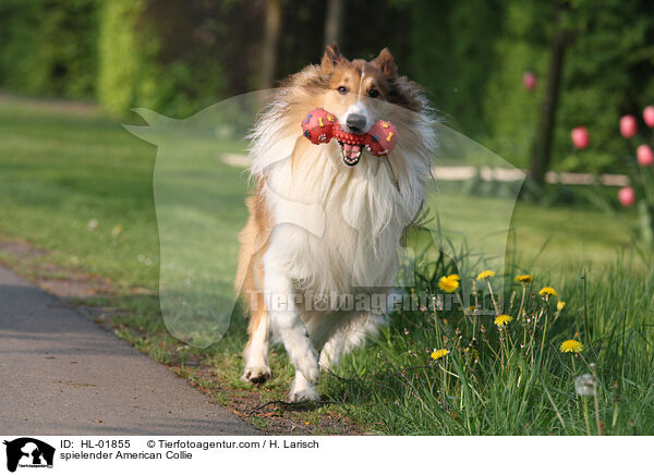 spielender American Collie / HL-01855
