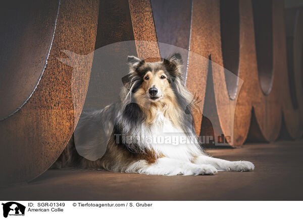 American Collie / SGR-01349