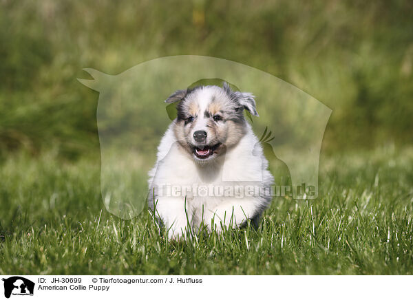 American Collie Puppy / JH-30699