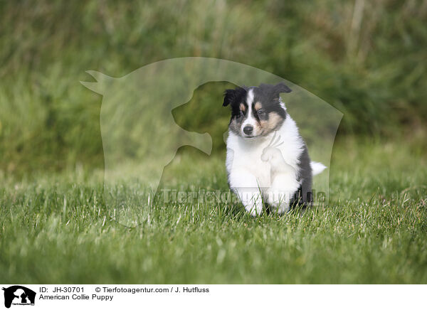 American Collie Puppy / JH-30701