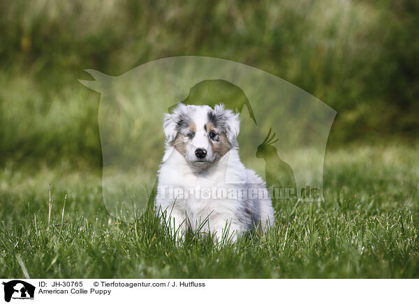 American Collie Puppy / JH-30765
