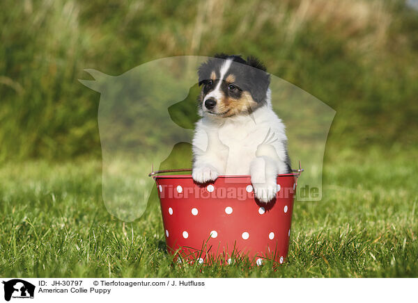 Amerikanischer Collie Welpe / American Collie Puppy / JH-30797