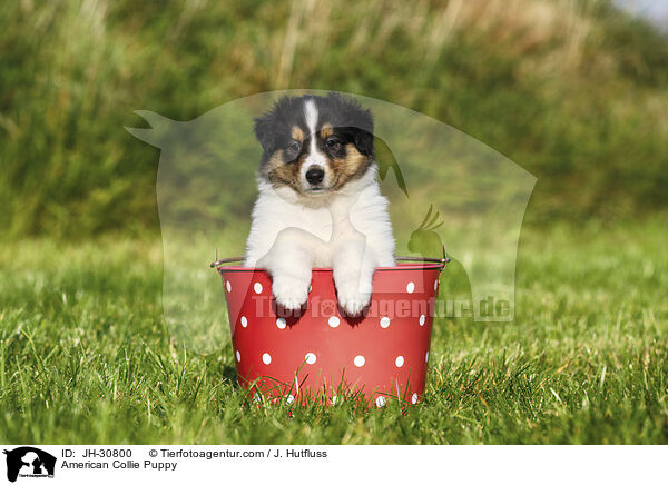 Amerikanischer Collie Welpe / American Collie Puppy / JH-30800