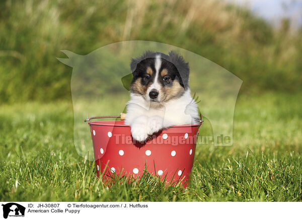Amerikanischer Collie Welpe / American Collie Puppy / JH-30807