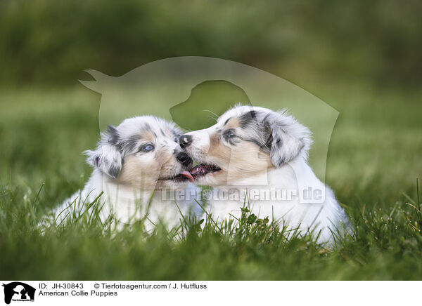 American Collie Puppies / JH-30843