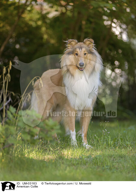 American Collie / American Collie / UM-03163