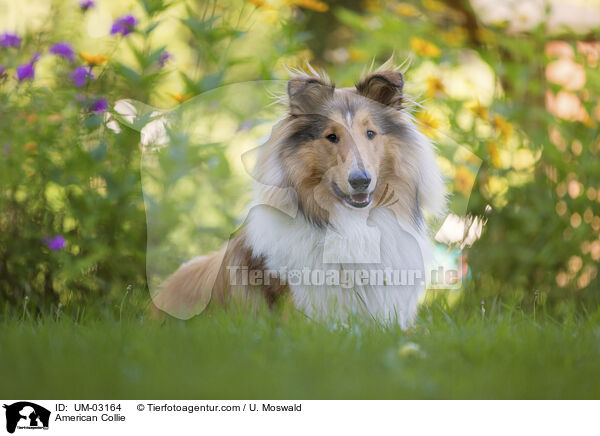 American Collie / UM-03164