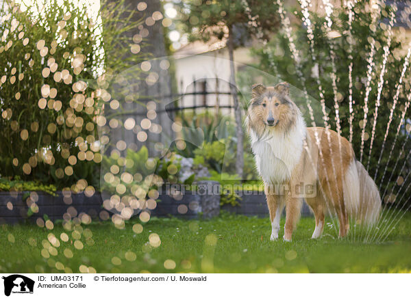 American Collie / UM-03171