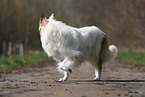 American Collie