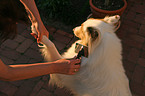 combing Collie
