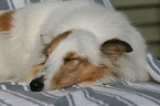 American Collie