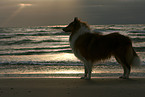 American Collie