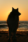 American Collie