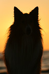 American Collie